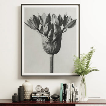 Allium Ostroroskianum (ornamental Onion) - Karl Blossfeldt Art Print / Canvas Framed Black White Photograph Tulip Flower, Blossfeldt’s