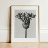 Allium Ostroroskianum (ornamental Onion) - Karl Blossfeldt Art Print / Canvas Minimalist Black-and-white Framed Botanical Close-up Flower,