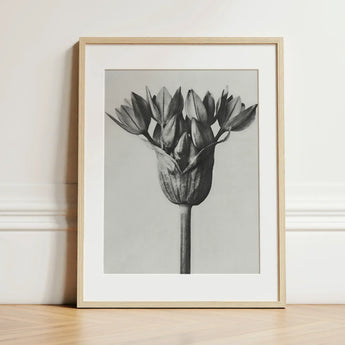 Allium Ostroroskianum (ornamental Onion) - Karl Blossfeldt Art Print / Canvas Minimalist Black-and-white Framed Botanical Close-up Flower,