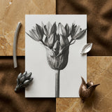 Allium Ostroroskianum (ornamental Onion) - Karl Blossfeldt Art Print / Canvas Monochrome Botanical Illustration Print Tulip Bulb Delicate