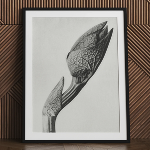 Aristolochia Clematitis (Osterluzei) – Karl Blossfeldt Kunstdruck / Leinwand, 24x32’’ / 61x81cm / Schwarzer Rahmen / Passepartout, Poster, Drucke &