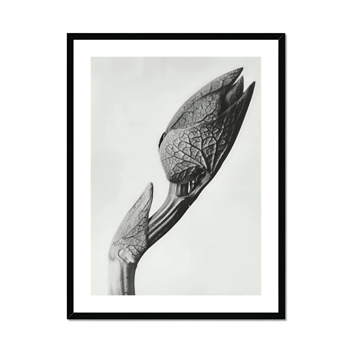 Aristolochia Clematitis (birthwort) Karl Blossfeldt Art Print, Black White Photograph Unopened Flower Bud Textured Veined