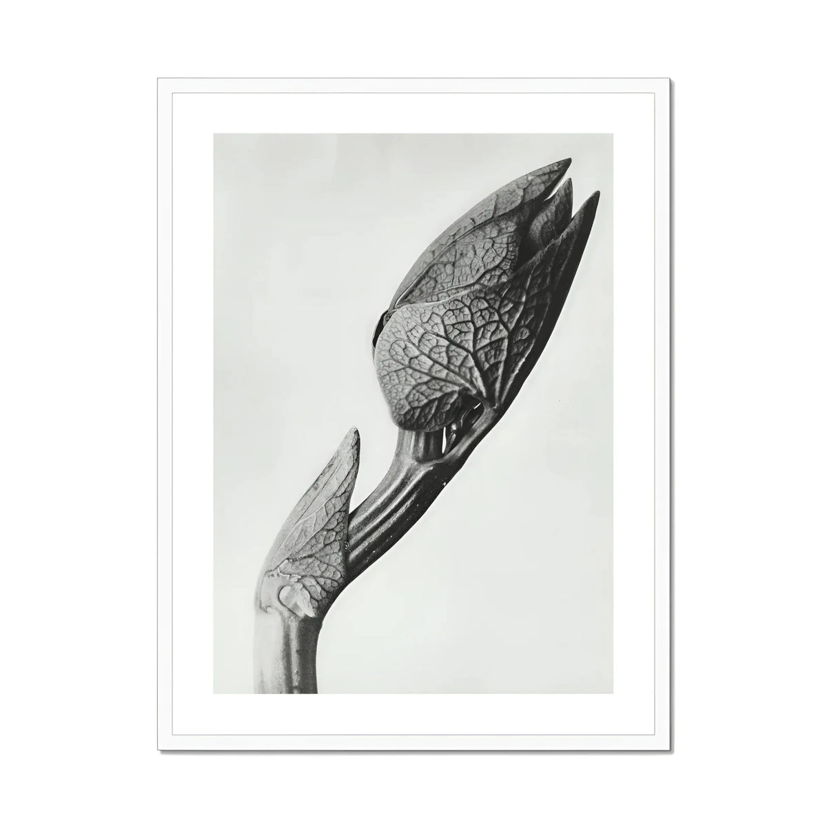 Aristolochia Clematitis (birthwort) Karl Blossfeldt Art Print, Black White Photograph Unopened Flower Buds Textured Veined