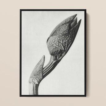 Aristolochia Clematitis (birthwort) - Karl Blossfeldt Art Print / Canvas, 12x16’’ / 31x41cm / Black Frame, Posters Prints & Visual Artwork,
