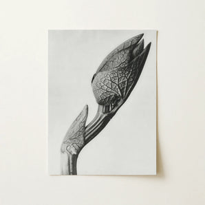 Aristolochia Clematitis (birthwort) - Karl Blossfeldt Art Print / Canvas, 12x16’’ / 31x41cm / Unframed / no Border, Posters Prints & Visual