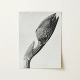Aristolochia Clematitis (birthwort) - Karl Blossfeldt Art Print / Canvas, 12x16’’ / 31x41cm / Unframed / no Border, Posters Prints & Visual