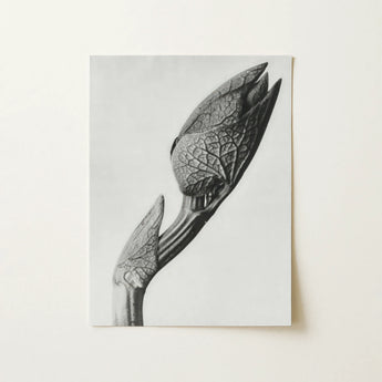 Aristolochia Clematitis (birthwort) - Karl Blossfeldt Art Print / Canvas, 12x16’’ / 31x41cm / Unframed / no Border, Posters Prints & Visual