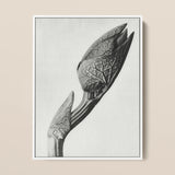Aristolochia Clematitis (birthwort) - Karl Blossfeldt Art Print / Canvas, 12x16’’ / 31x41cm / White Frame, Posters Prints & Visual Artwork,