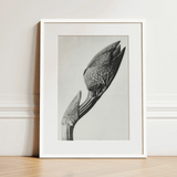Aristolochia Clematitis (birthwort) - Karl Blossfeldt Art Print / Canvas, 12x16’’ / 31x41cm / White Frame / Matboard, Posters Prints &