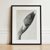 Aristolochia Clematitis (birthwort) - Karl Blossfeldt Art Print / Canvas Black-framed Monochrome Photograph Delicate Veined Leaf
