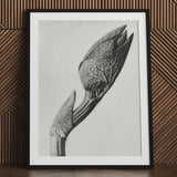 Aristolochia Clematitis (birthwort) - Karl Blossfeldt Art Print / Canvas Black-framed White-matted Photographic Monochrome Close-up