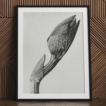 Aristolochia Clematitis (birthwort) - Karl Blossfeldt Art Print / Canvas Black-framed White-matted Photographic Monochrome Close-up
