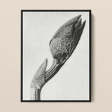 Aristolochia Clematitis (birthwort) - Karl Blossfeldt Art Print / Canvas Black-framed Black-and-white Photographic Detailed Textured Plant