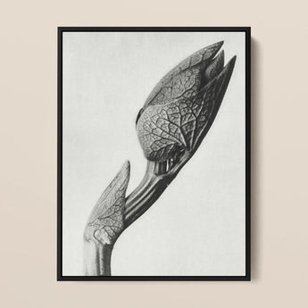Aristolochia Clematitis (birthwort) - Karl Blossfeldt Art Print / Canvas Black-framed Black-and-white Photographic Detailed Textured Plant
