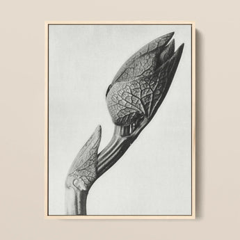 Aristolochia Clematitis (birthwort) - Karl Blossfeldt Art Print / Canvas Black-and-white Framed Photograph Detailed Botanical Subject