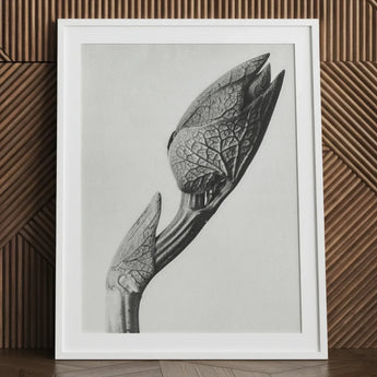 Aristolochia Clematitis (birthwort) - Karl Blossfeldt Art Print / Canvas Black-and-white Framed Photograph Detailed Textured Plant Bud