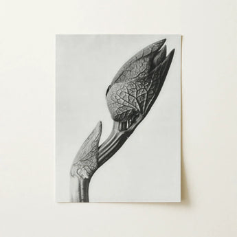 Aristolochia Clematitis (birthwort) - Karl Blossfeldt Art Print / Canvas Black-and-white Photographic Delicate Textured Plant Bud Intricate