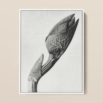 Aristolochia Clematitis (birthwort) - Karl Blossfeldt Art Print / Canvas Black-and-white Photographic Print Leafy Plant Bud Detailed