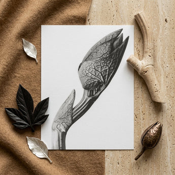 Aristolochia Clematitis (birthwort) - Karl Blossfeldt Art Print / Canvas Detailed Black-and-white Botanical Illustration Print Flower Bud