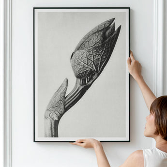 Aristolochia Clematitis (birthwort) - Karl Blossfeldt Art Print / Canvas Detailed Black White Photograph Flower Plant Stem Masterpiece,