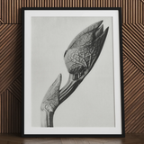 Aristolochia Clematitis (birthwort) - Karl Blossfeldt Art Print / Canvas, Karl Blossfeldt Masterpiece, Aristolochia Clematitis, Blossfeldt