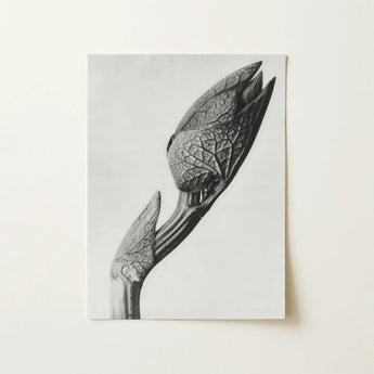 Aristolochia Clematitis (birthwort) - Karl Blossfeldt Art Print / Canvas, Karl Blossfeldt Masterpiece, Aristolochia Clematitis, Blossfeldt