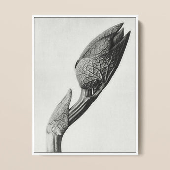 Aristolochia Clematitis (birthwort) - Karl Blossfeldt Art Print / Canvas, Karl Blossfeldt Masterpiece, Aristolochia Clematitis, Blossfeldt