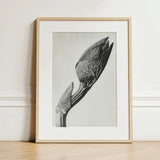 Aristolochia Clematitis (birthwort) - Karl Blossfeldt Art Print / Canvas Minimalist Black-and-white Framed Photograph Detailed Botanical