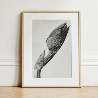 Aristolochia Clematitis (birthwort) - Karl Blossfeldt Art Print / Canvas Minimalist Black-and-white Framed Photograph Detailed Botanical