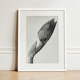 Aristolochia Clematitis (birthwort) - Karl Blossfeldt Art Print / Canvas Minimalist White-framed Black-and-white Photographic Detailed