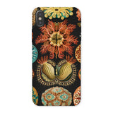 Ascidiae Sea Squirts - Ernst Haeckel Phone Case Iphone x / Matte Botanical-themed Phone Case Ernst Haeckel Case, Gelatinous Lobes, Ascidiae