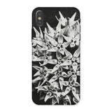 Asclepias Speciosa - Karl Blossfeldt Phone Case, Iphone x / Matte, Mobile Cases, Toby Leon