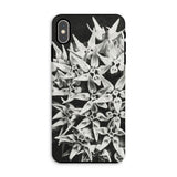 Asclepias Speciosa - Karl Blossfeldt Phone Case Iphone Xs Max / Matte Phone Case Black White Photograph Clustered Star-shaped Flowers Karl