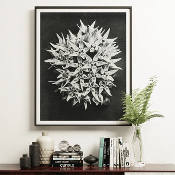 Asclepias Speciosa (showy Milkweed) - Karl Blossfeldt Art Print / Canvas, Posters Prints & Visual Artwork, Toby Leon