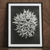 Asclepias Speciosa (showy Milkweed) - Karl Blossfeldt Art Print / Canvas, 24x32’’ / 61x81cm / Black Frame / Matboard, Posters Prints &
