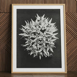 Asclepias Speciosa (showy Milkweed) - Karl Blossfeldt Art Print / Canvas, 24x32’’ / 61x81cm / Natural Frame / Matboard, Posters Prints &