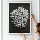 Asclepias Speciosa (showy Milkweed) - Karl Blossfeldt Art Print, 24x32’’ / 61x81cm / Unframed, Framed Black White Photograph Spiky