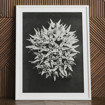 Asclepias Speciosa (showy Milkweed) - Karl Blossfeldt Art Print / Canvas, 24x32’’ / 61x81cm / White Frame / Matboard, Posters Prints &