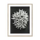 Asclepias Speciosa (showy Milkweed) - Karl Blossfeldt Art Print, Black White Photograph Spiky Spherical Flower Cluster