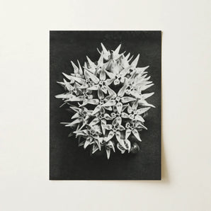 Asclepias Speciosa (showy Milkweed) - Karl Blossfeldt Art Print / Canvas, 12x16’’ / 31x41cm / Unframed / no Border, Posters Prints & Visual