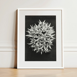 Asclepias Speciosa (showy Milkweed) - Karl Blossfeldt Art Print / Canvas, 12x16’’ / 31x41cm / White Frame / Matboard, Posters Prints &