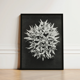 Black-framed Black-and-white Photographic Print Dense Cluster Star-shaped Flowers Karl Blossfeldt Art, Asclepias Speciosa, Mesmerizing