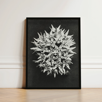 Black-framed Black-and-white Photographic Print Dense Cluster Star-shaped Flowers Karl Blossfeldt Art, Asclepias Speciosa, Mesmerizing