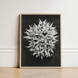 Black-and-white Framed Photograph Dense Cluster Star-shaped Flowers Circular Karl Blossfeldt Art, Asclepias Speciosa, Mesmerizing