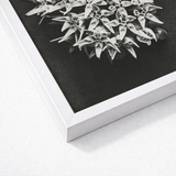 White Framed Black Floral Print Karl Blossfeldt Art, Asclepias Speciosa, Mesmerizing