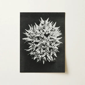 Asclepias Speciosa (showy Milkweed) - Karl Blossfeldt Art Print / Canvas, Karl Blossfeldt Art, Asclepias Speciosa, Mesmerizing Karl
