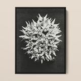 Asclepias Speciosa (showy Milkweed) - Karl Blossfeldt Art Print / Canvas Black-framed Black-and-white Photographic Print Dense Cluster