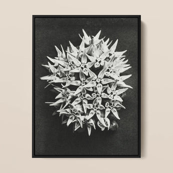 Asclepias Speciosa (showy Milkweed) - Karl Blossfeldt Art Print / Canvas Black-framed Black-and-white Photographic Print Dense Cluster