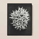 Asclepias Speciosa (showy Milkweed) - Karl Blossfeldt Art Print / Canvas Black-framed Black-and-white Photographic Dense Cluster