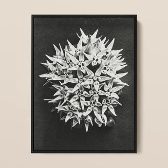 Asclepias Speciosa (showy Milkweed) - Karl Blossfeldt Art Print / Canvas Black-framed Black-and-white Photographic Dense Cluster